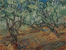 Olive Grove, 1889 von Vincent van Gogh | Leinwand Kunstdruck