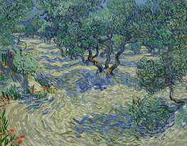 Olive Orchard, 1889 von Vincent van Gogh | Leinwand Kunstdruck