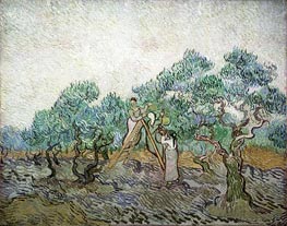 The Olive Orchard, 1889 von Vincent van Gogh | Leinwand Kunstdruck