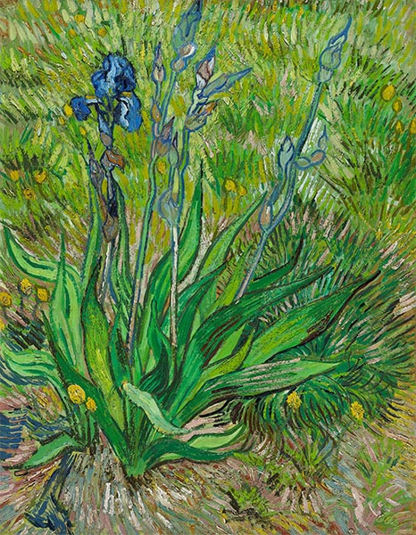 Die Iris, 1889 | Vincent van Gogh | Giclée Leinwand Kunstdruck