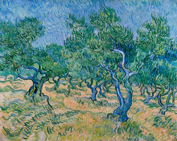 Olivenhain, 1889 | Vincent van Gogh | Giclée Leinwand Kunstdruck