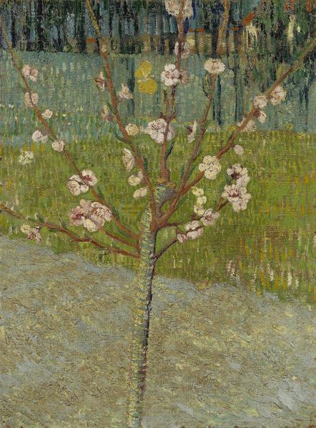 Mandelbaum in Blüte, 1888 | Vincent van Gogh