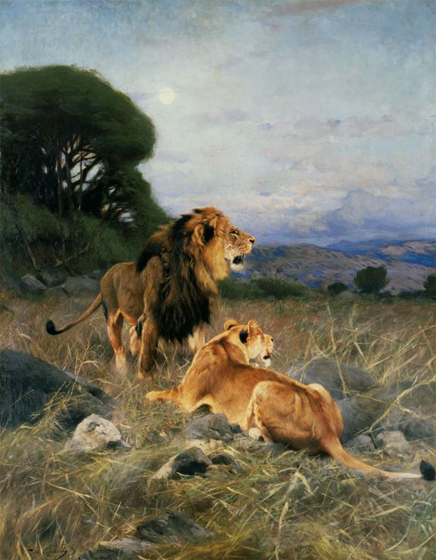 African Lions, c.1911 | Wilhelm Kuhnert | Giclée Canvas Print
