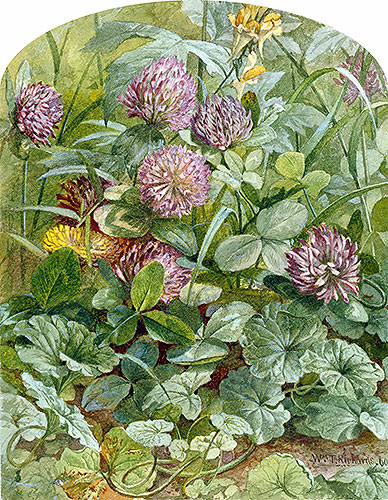 William Trost Richards | Red Clover with Butter-and-Eggs and Ground Ivy, 1860 | Giclée Paper Art Print